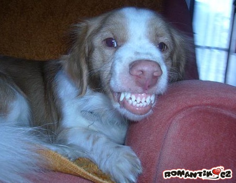 Nezapomenutelný úsměv od psa Nika