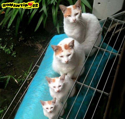 Pěkně podle velikosti