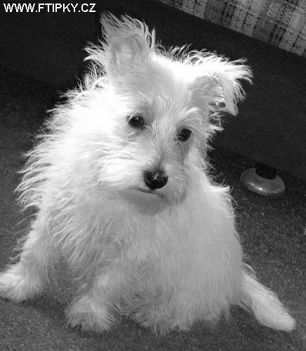 Když pes dělá psí oči