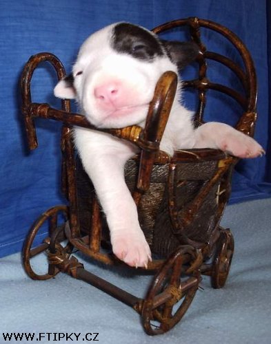 Po dobrém obědě, chvilka odpočinku