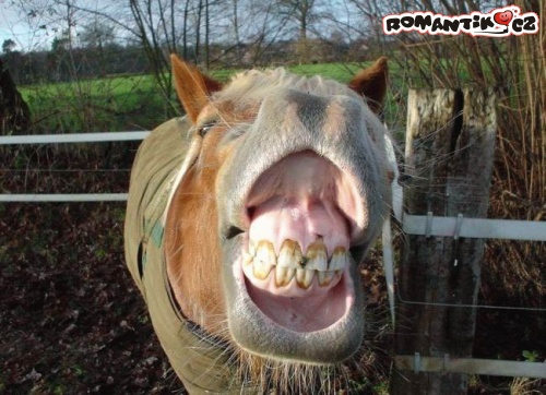 Pořádný koňský úsměv