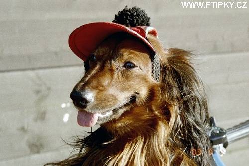 Psí švihák na kole