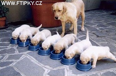 Sedm štěňat