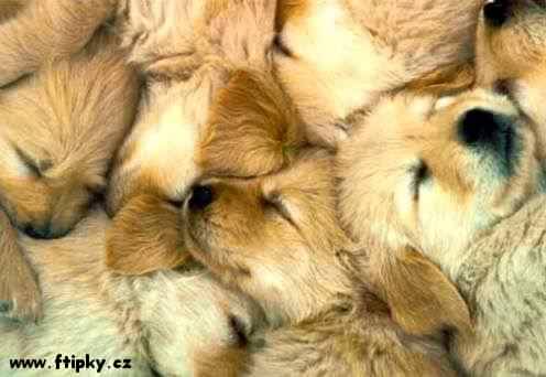 Spící psíci