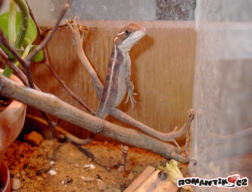 Stačí tahle roznožka?