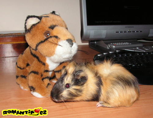 Věrné přátelství s plyšákem