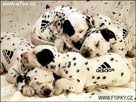 Značková štěňata